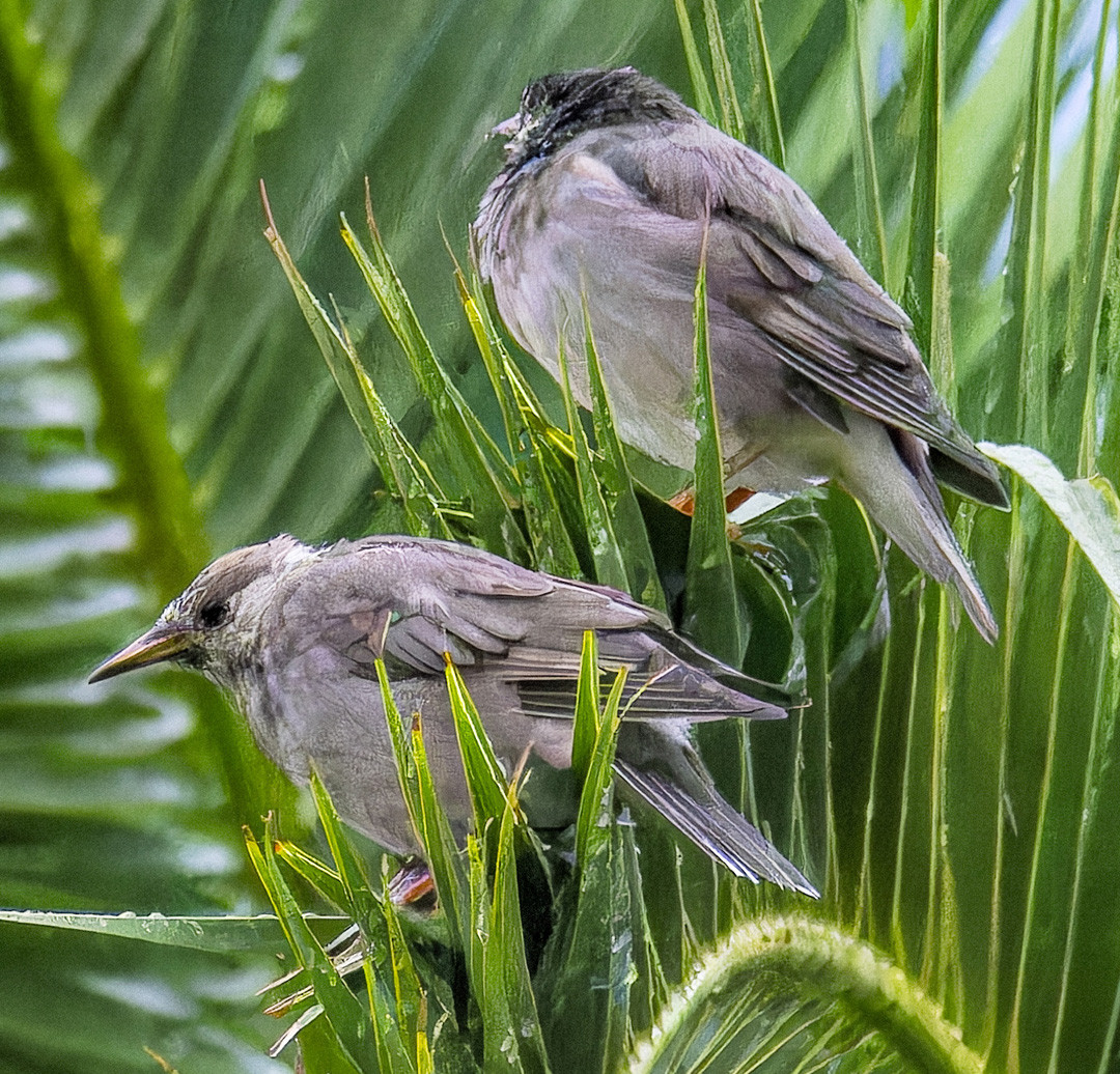 image White-cheeked Starling